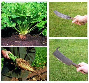 sukkerroer og roeknive