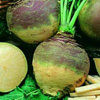 Turnips swede
